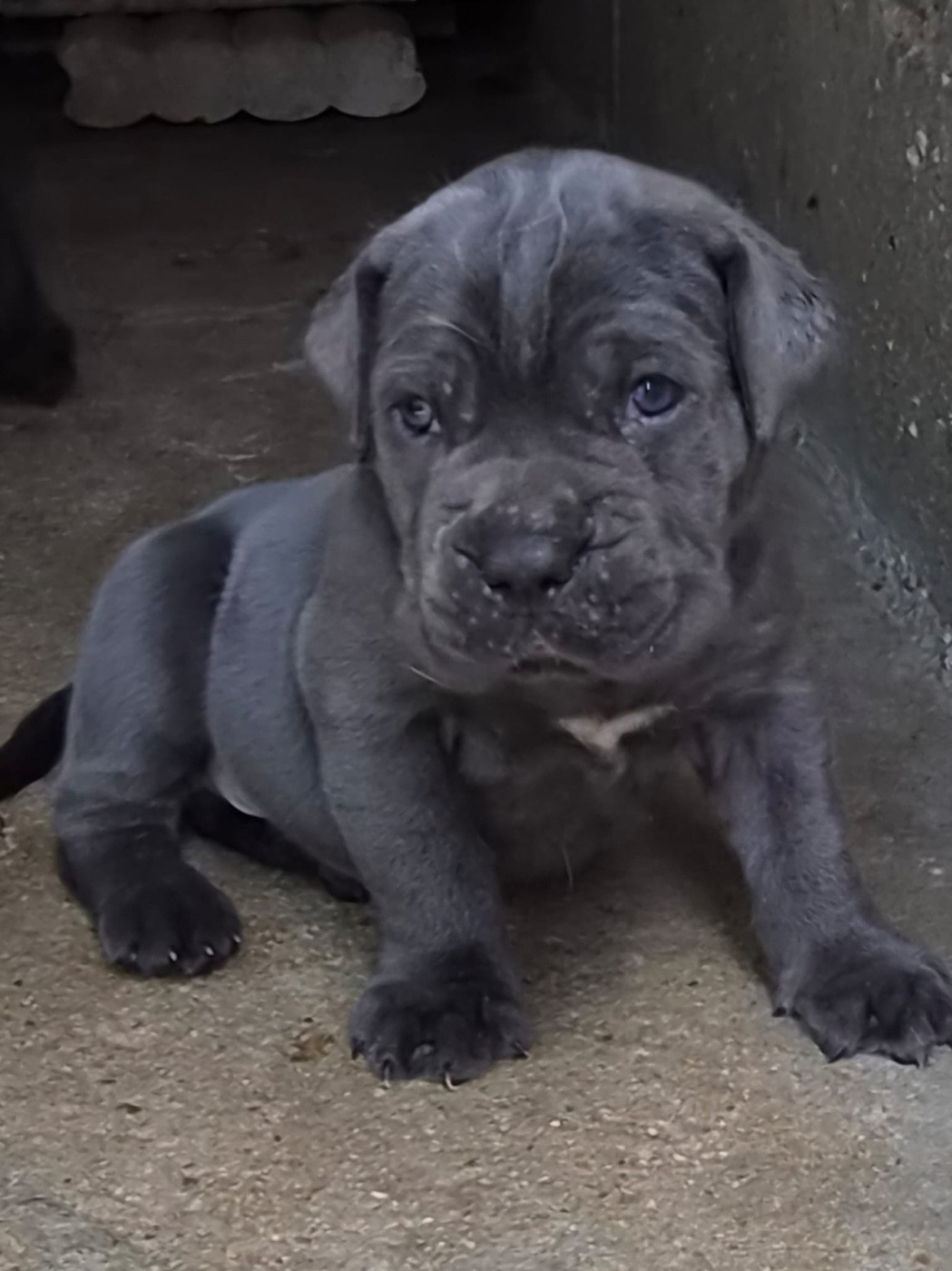 Du Clan De Nemausus - Chiots disponibles - Cane Corso