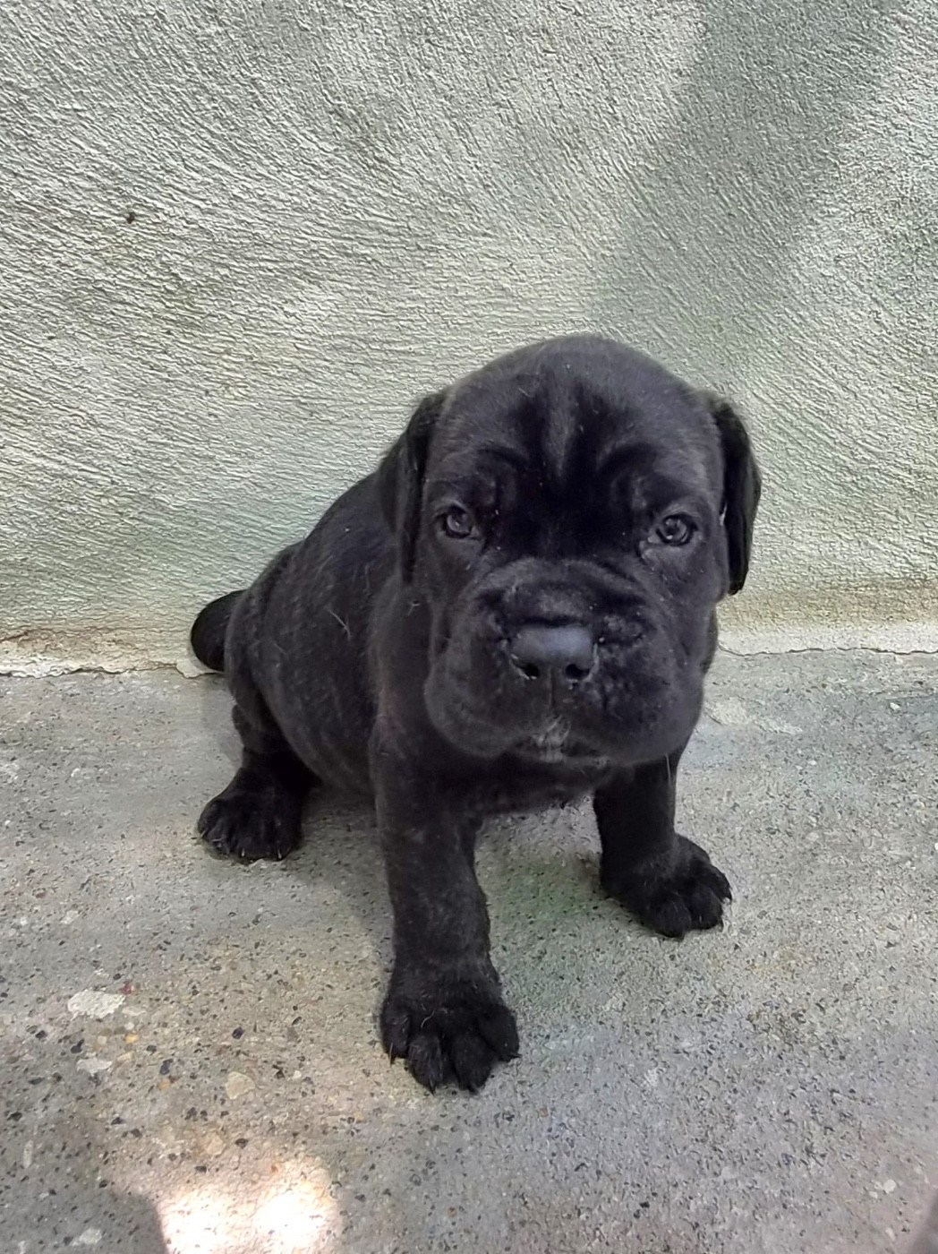 Du Clan De Nemausus - Chiots disponibles - Cane Corso