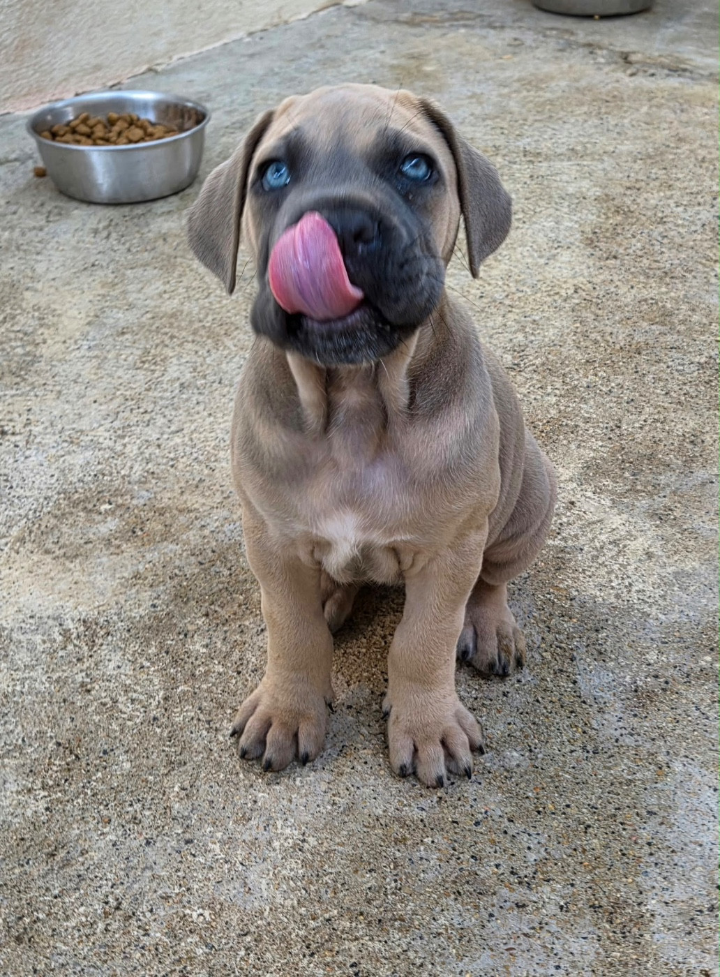 Du Clan De Nemausus - Chiots disponibles - Cane Corso