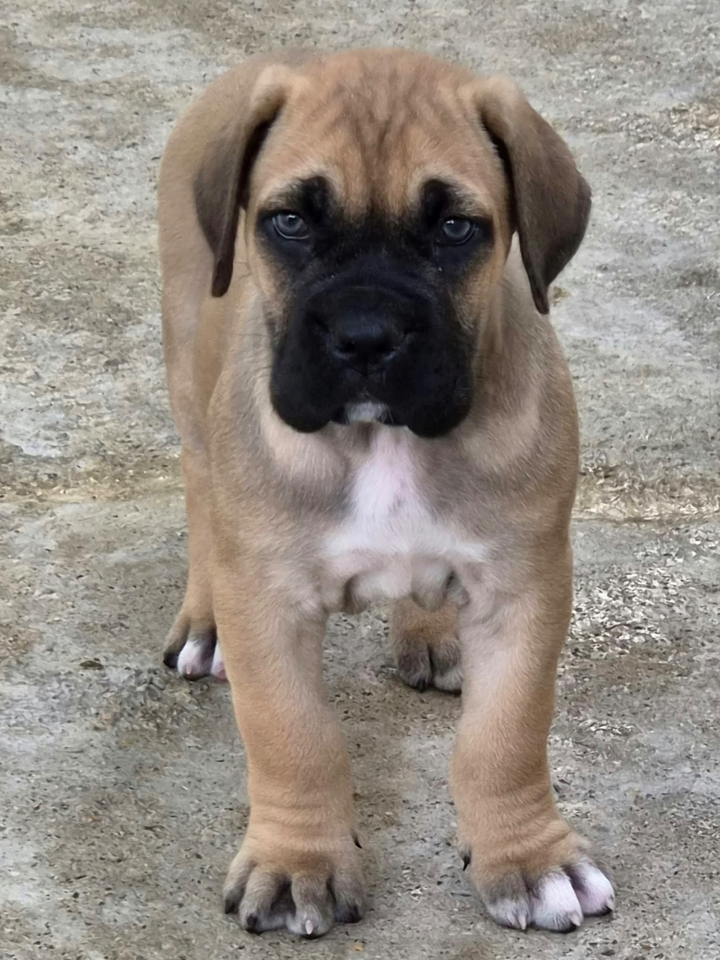 Du Clan De Nemausus - Chiots disponibles - Cane Corso