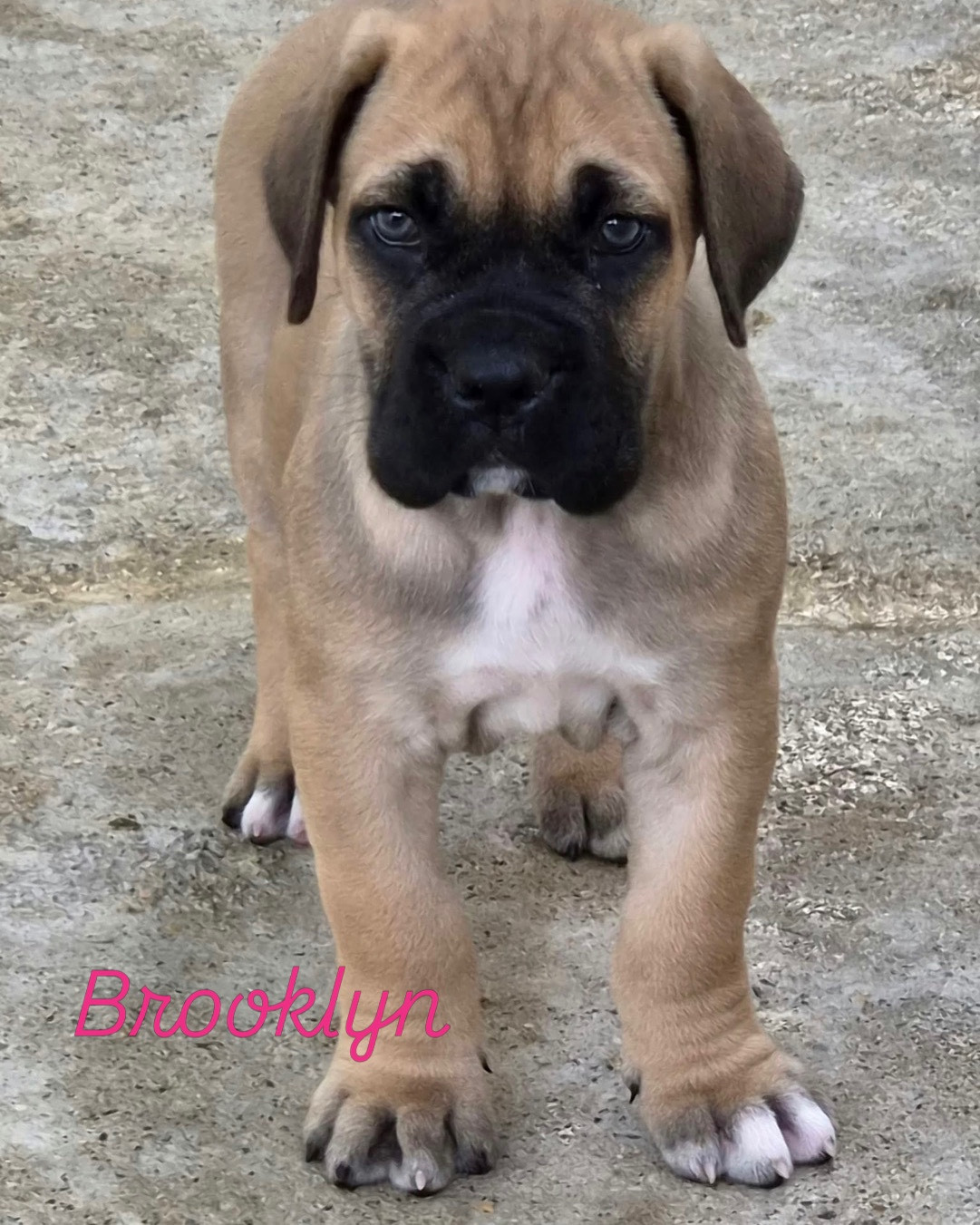 Du Clan De Nemausus - Chiots disponibles - Cane Corso