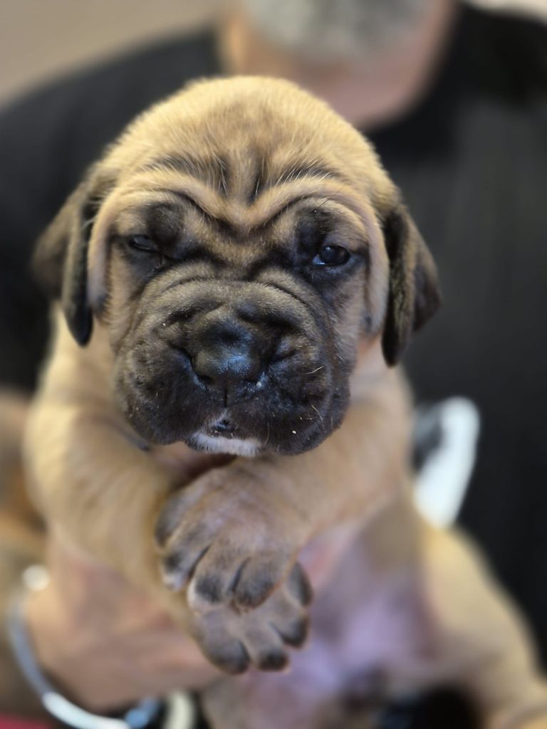 Du Clan De Nemausus - Chiots disponibles - Cane Corso