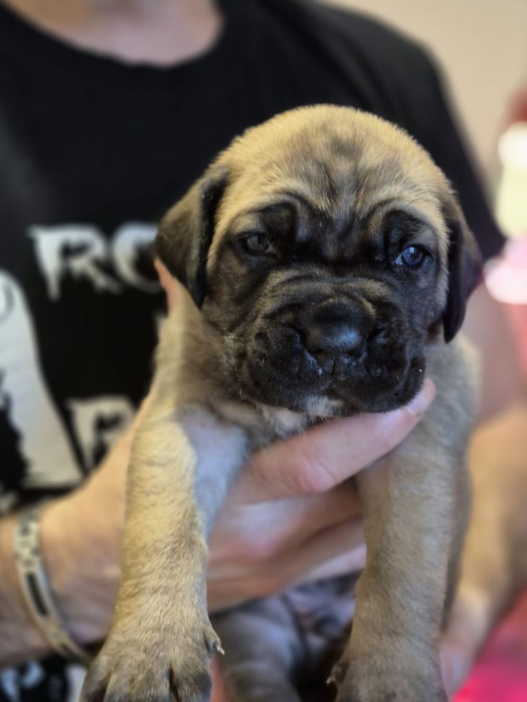 Du Clan De Nemausus - Chiots disponibles - Cane Corso