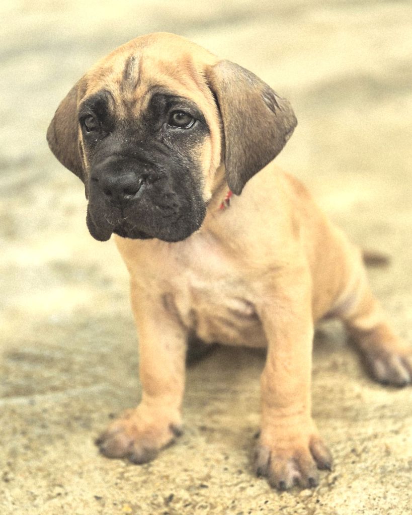 Du Clan De Nemausus - Chiots disponibles - Cane Corso