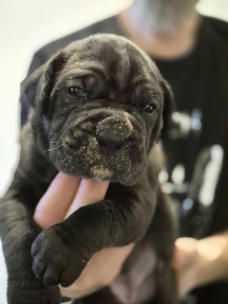 Du Clan De Nemausus - Chiots disponibles - Cane Corso