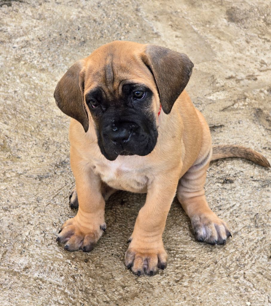 Du Clan De Nemausus - Chiots disponibles - Cane Corso