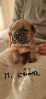 CHIOT 1