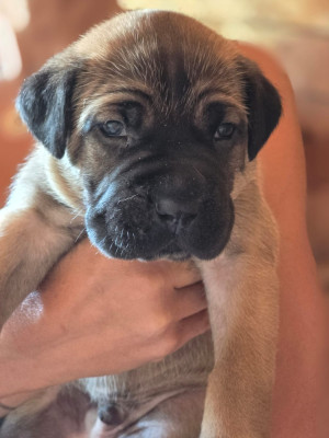 Chiot 1