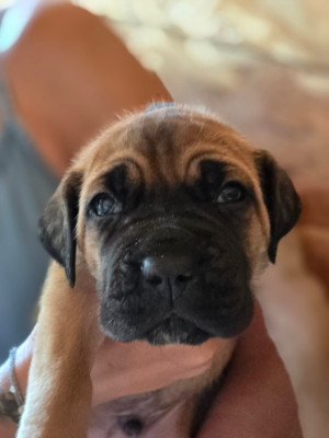 Chiot N°2