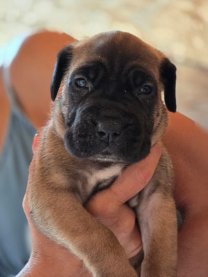 Chiot N°10