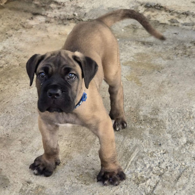 Chiot 1