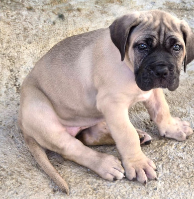 Chiot N°6