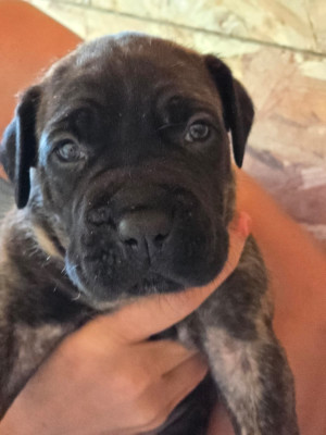 Chiot N°8