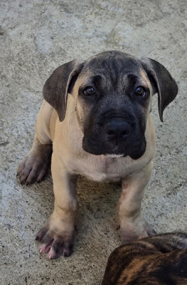Chiot N°4