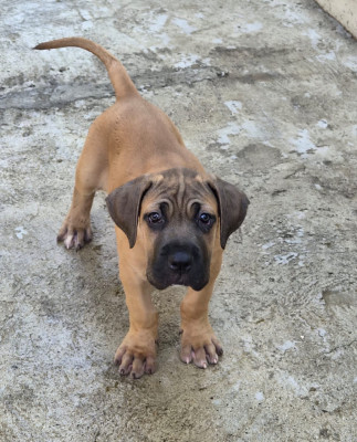Chiot N°3