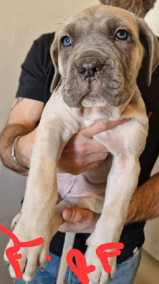CHIOT 8