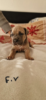 CHIOT 7