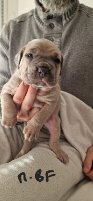 CHIOT 4