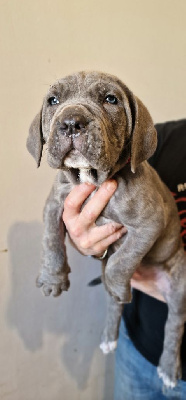 CHIOT 3