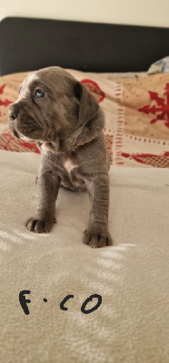 CHIOT 9