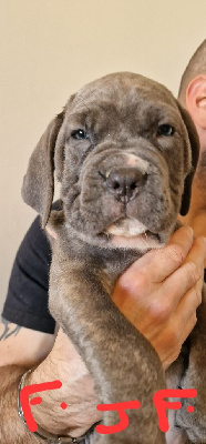 CHIOT 6