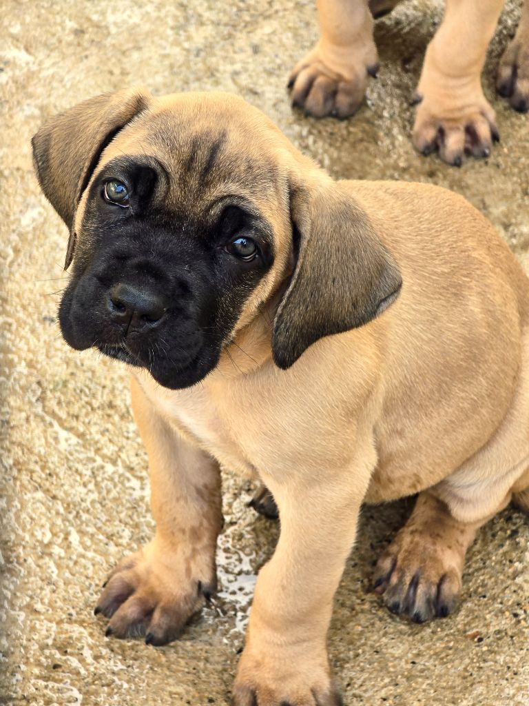 Du Clan De Nemausus - Chiots disponibles - Cane Corso