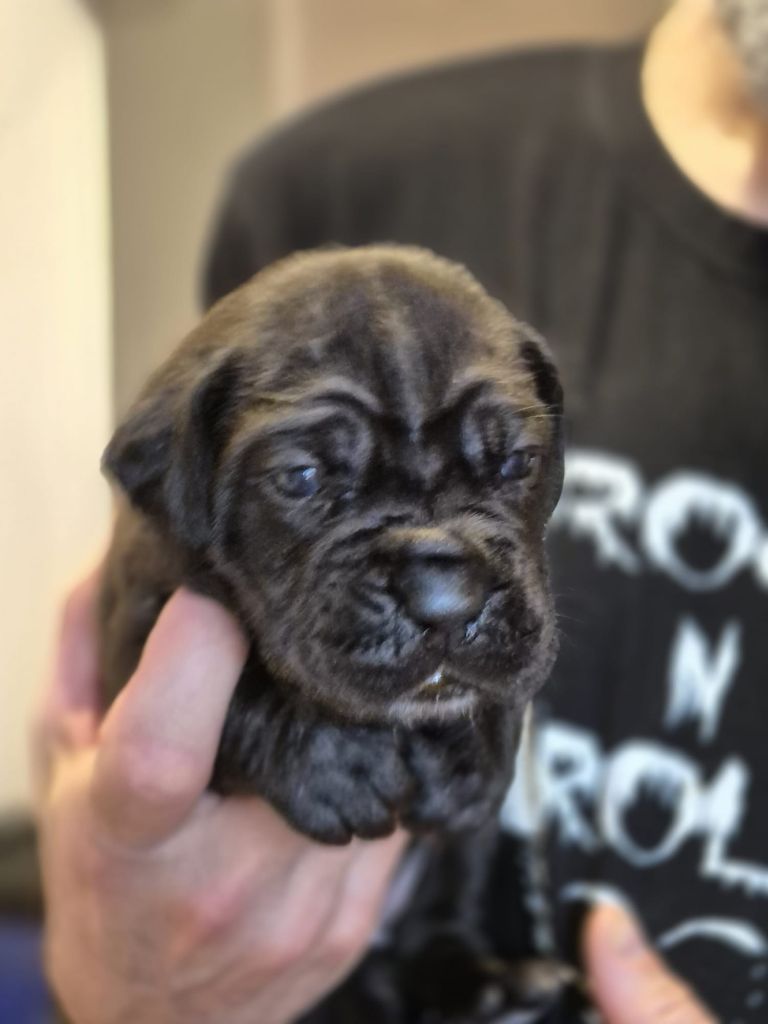 Du Clan De Nemausus - Chiots disponibles - Cane Corso