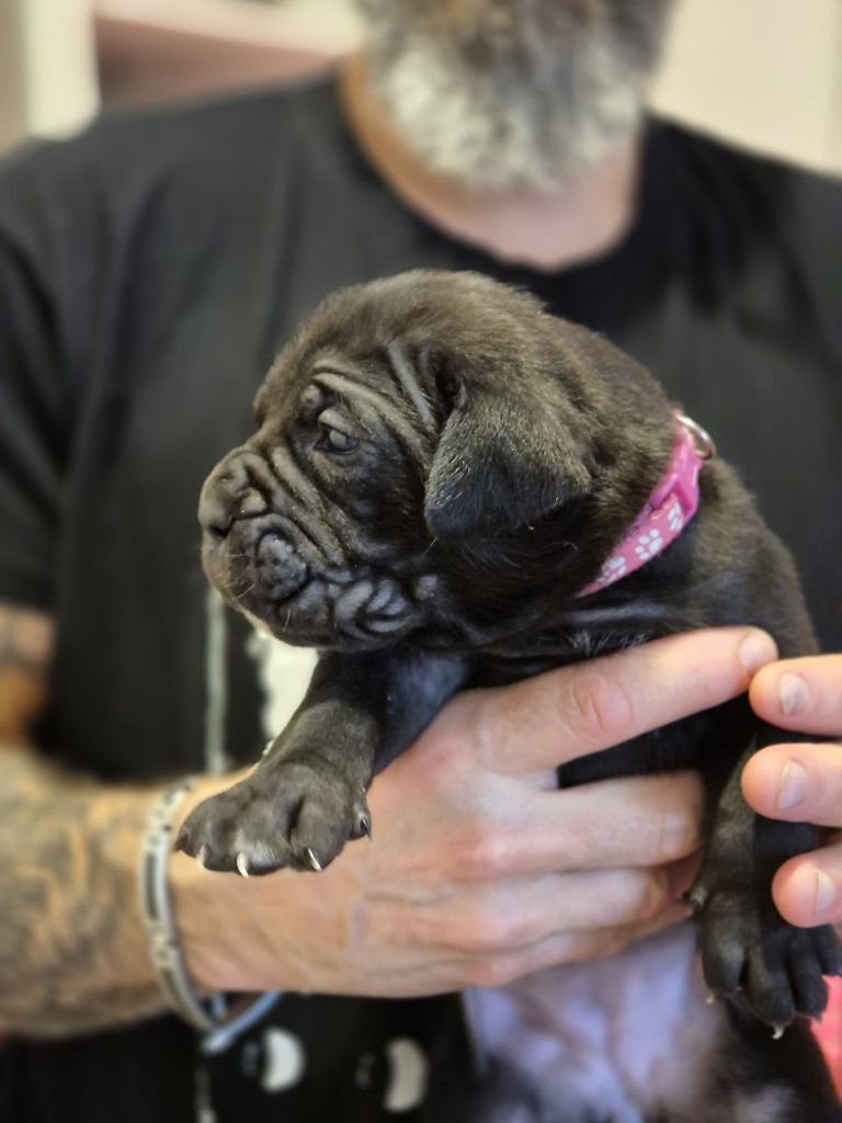 Du Clan De Nemausus - Chiots disponibles - Cane Corso