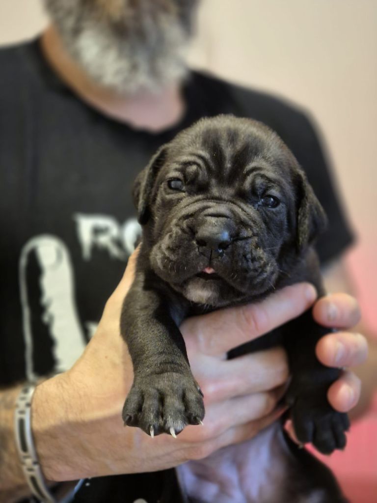 Du Clan De Nemausus - Chiots disponibles - Cane Corso
