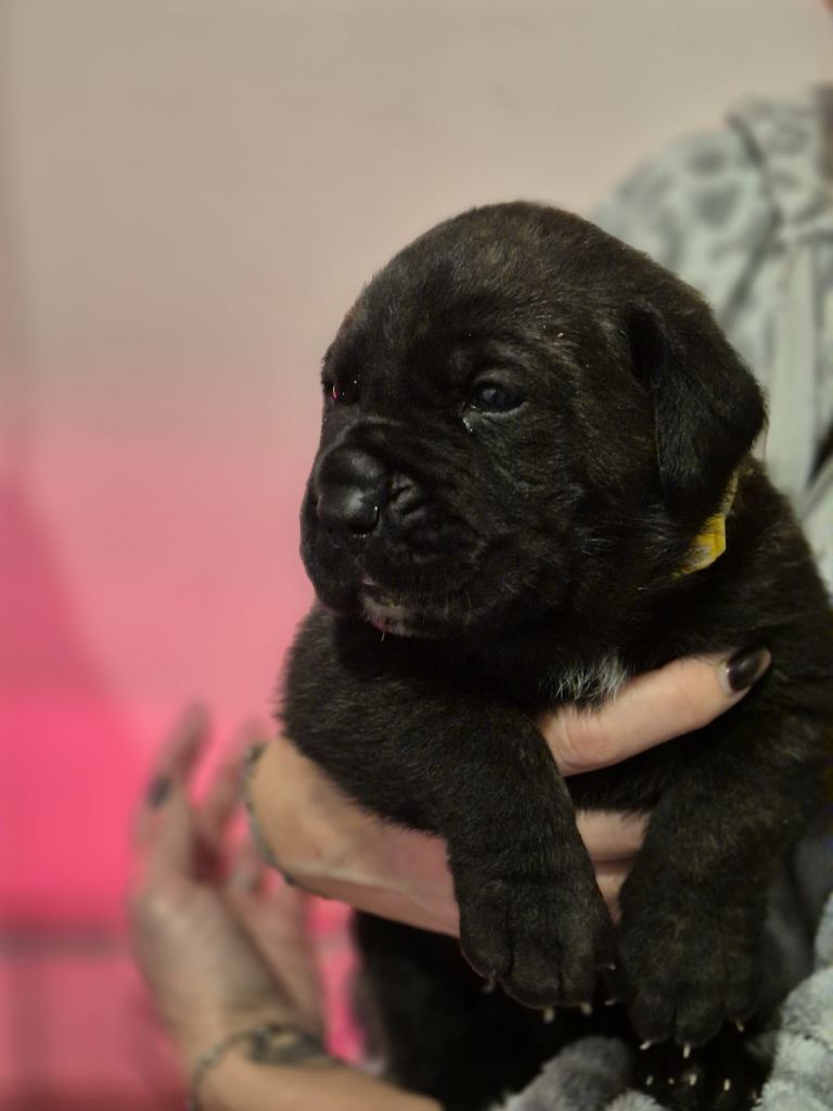 Du Clan De Nemausus - Chiots disponibles - Cane Corso